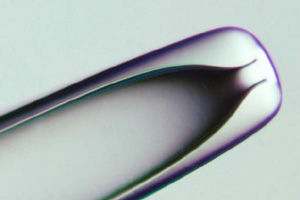 embryo-icon